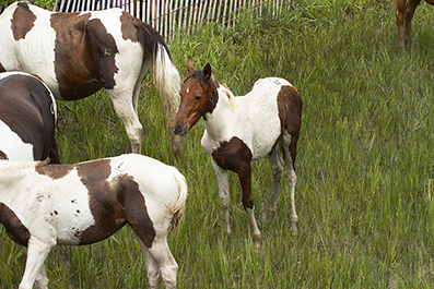 Chincoteague Wild Ponies : Personal Photo Projects : Photos : Richard Moore : Photographer